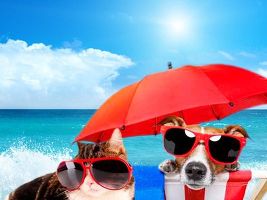 Voyager avec votre animal de compagnie Hôtel Magic Cristal Park Benidorm Voyager avec votre animal de compagnie Hôtel Magic Cristal Park Benidorm